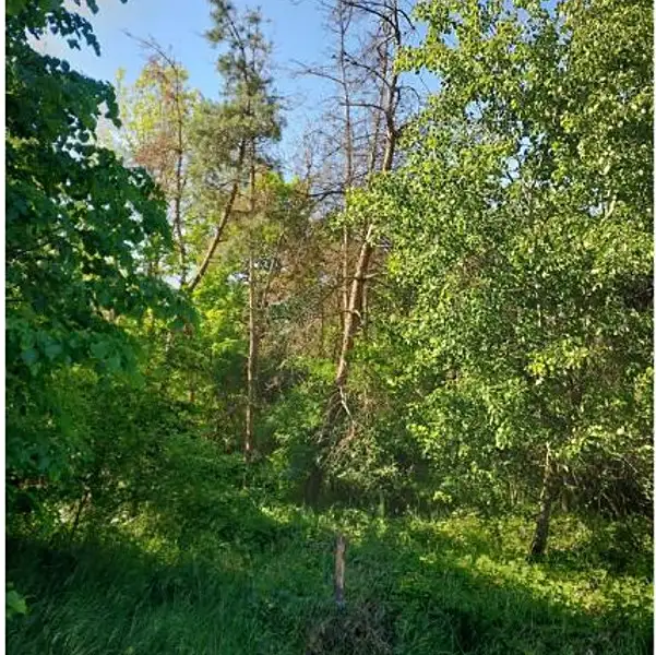 Prodej lesa 2058 m², Lipník – náhled fotky 1