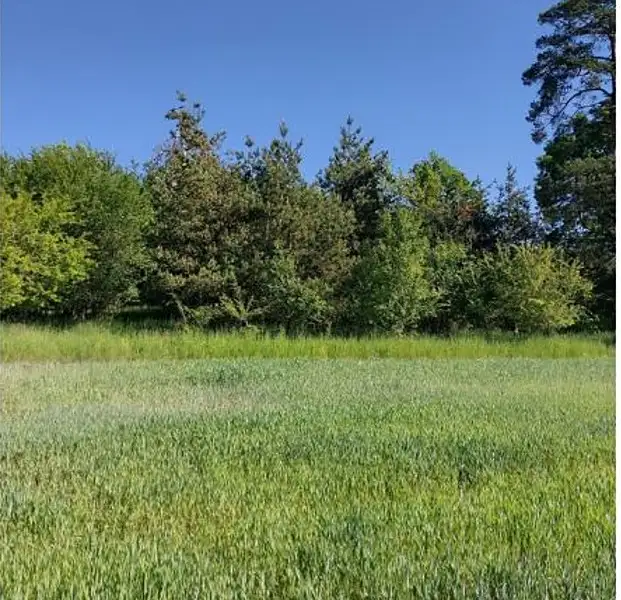 Prodej lesa 2058 m², Lipník – náhled fotky 3