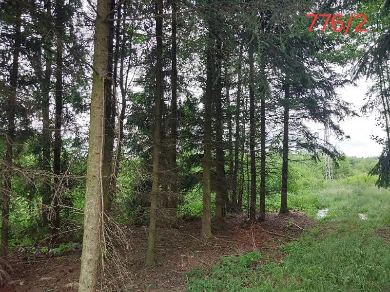Prodej lesa 2730 m²
