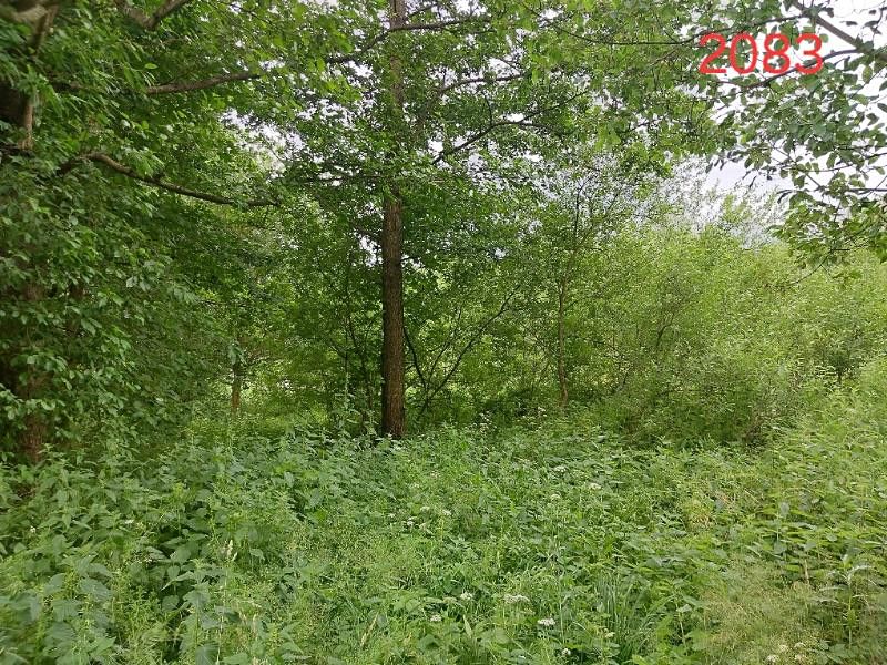 Prodej lesa 2730 m² – fotografie 2