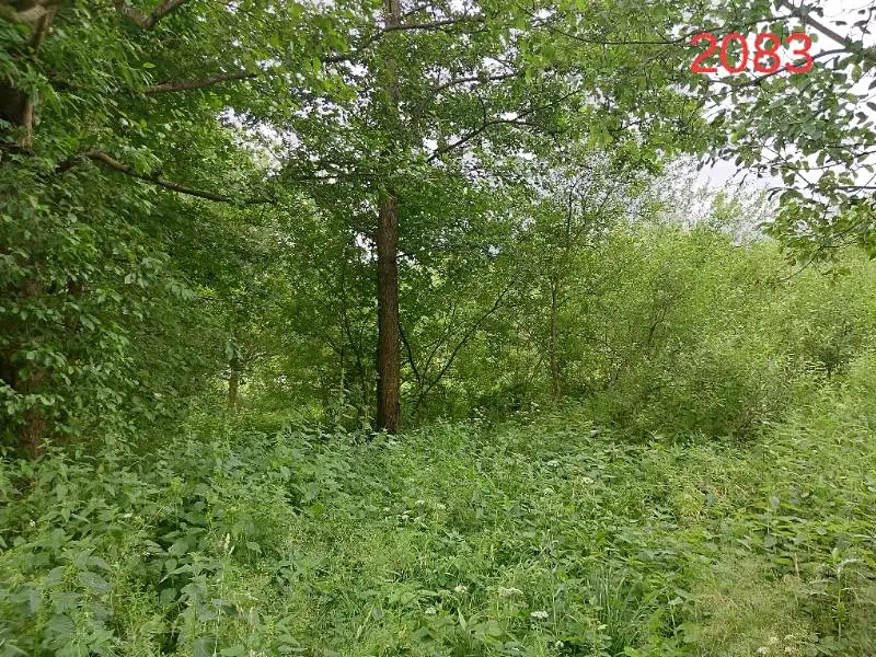 Prodej lesa 2730 m², Popelín – náhled fotky 2