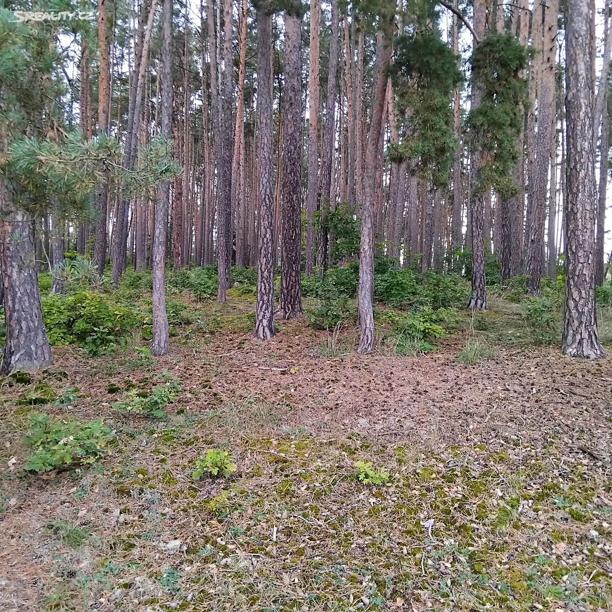 Prodej lesa 44533 m² – pohled 5