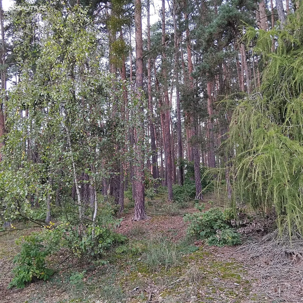Prodej lesa 44533 m² – pohled 4