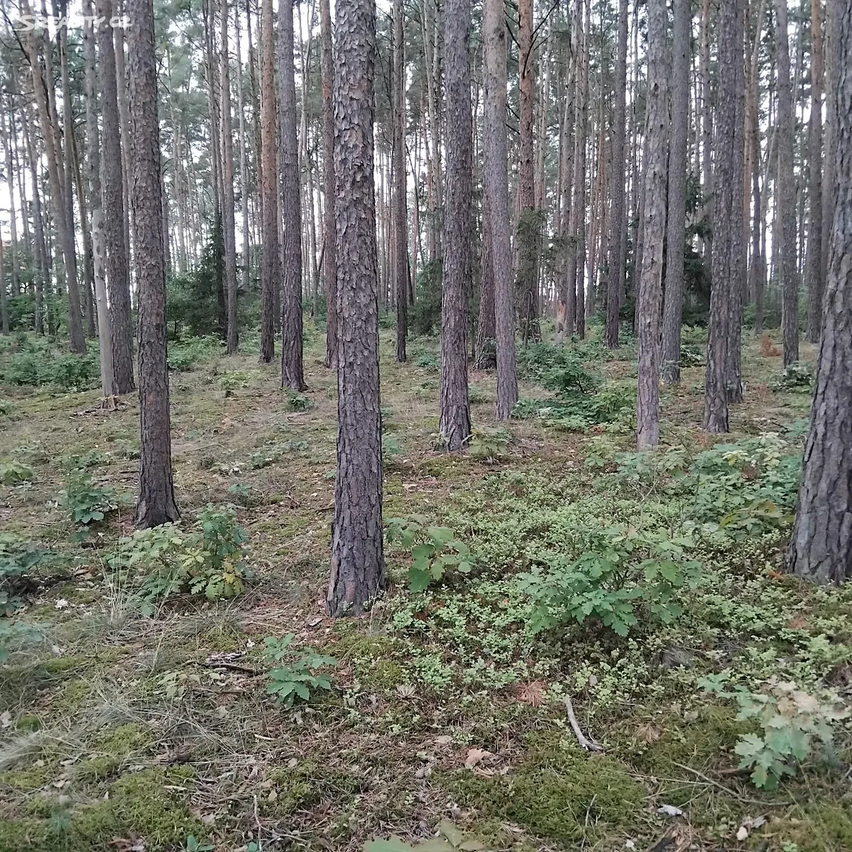 Prodej lesa 44533 m² – pohled 6