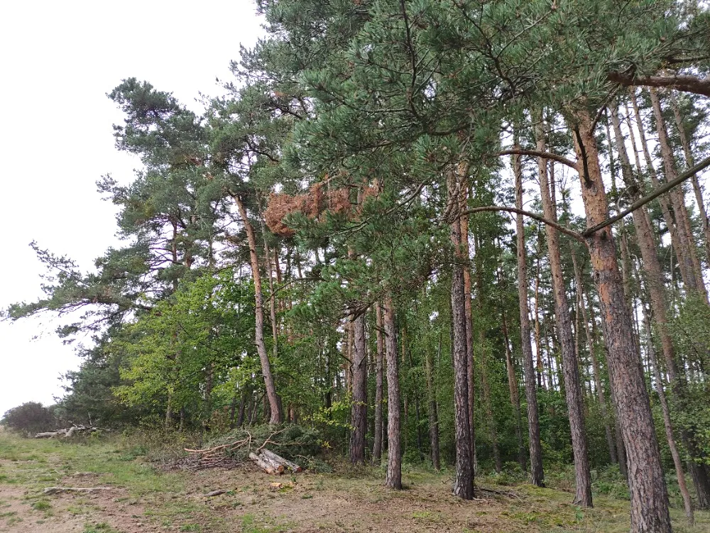 Prodej lesa 44533 m² – další