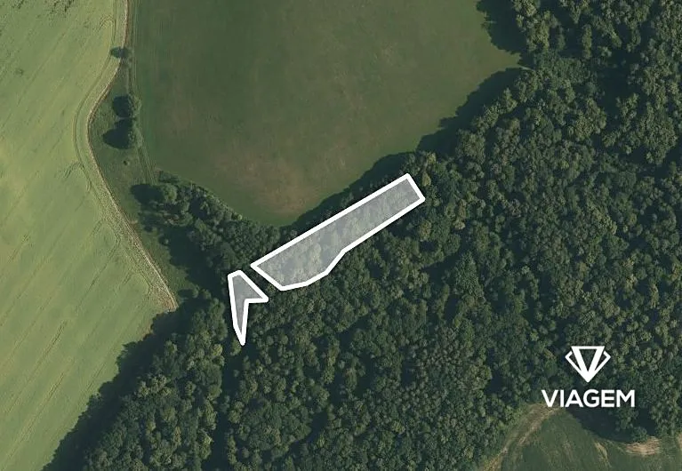 Prodej podílu 1/2 lesa 1965 m²