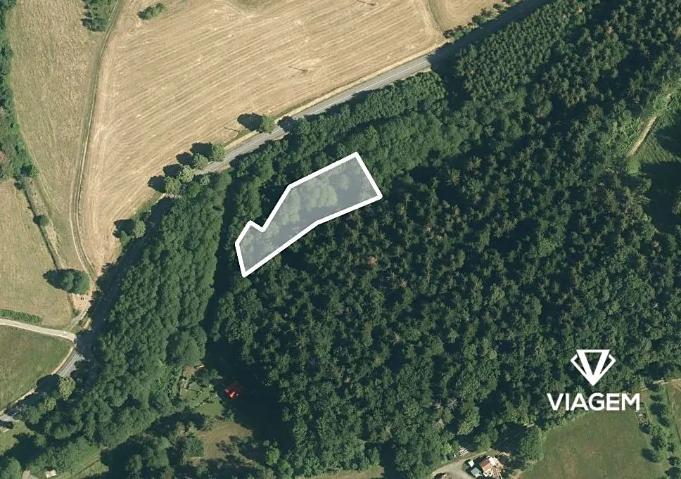 Prodej lesa 1954 m²