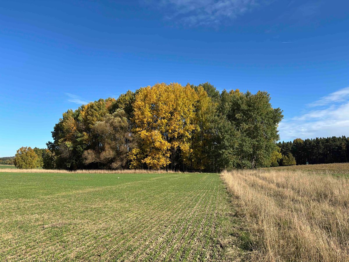 Prodej rybníku (vodní plochy) 6467 m²