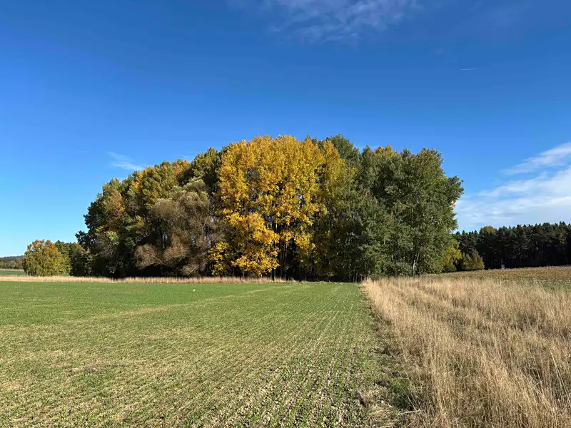Prodej rybníku (vodní plochy) 6467 m², Švihov – náhled fotky 1
