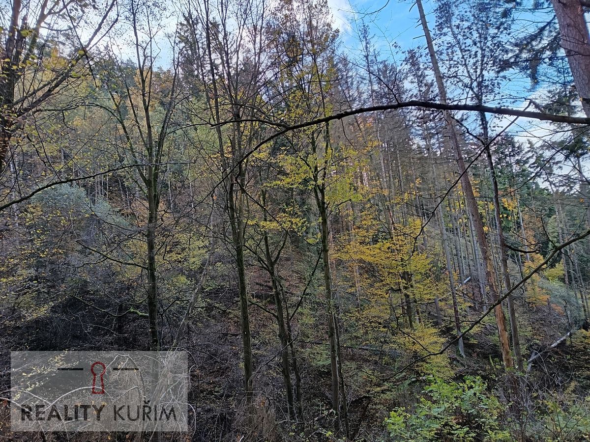 Prodej lesa 11258 m², Horní Loučky – fotka 1 z 3