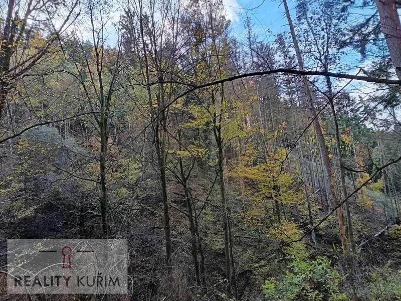 Prodej lesa 11258 m², Horní Loučky – náhled fotky 1