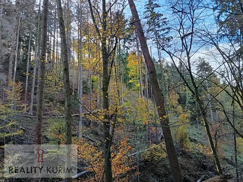 Prodej lesa 11258 m², Horní Loučky – náhled fotky 3