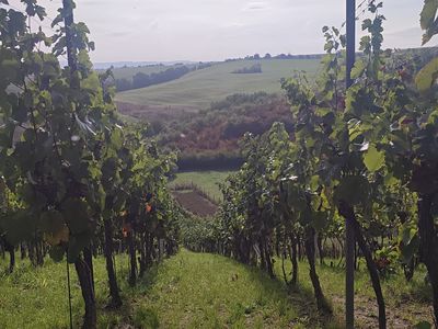 Prodej sadu, vinice 2677 m²