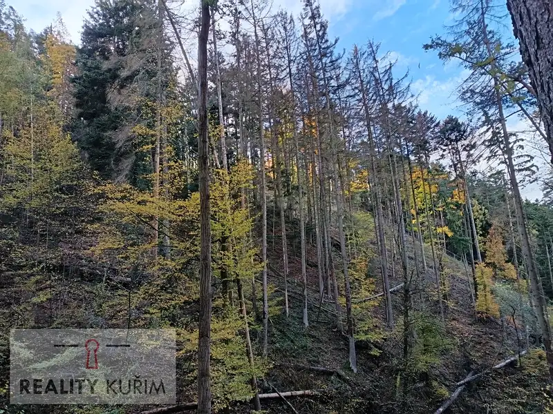 Prodej lesa 11258 m², Horní Loučky – náhled fotky 2
