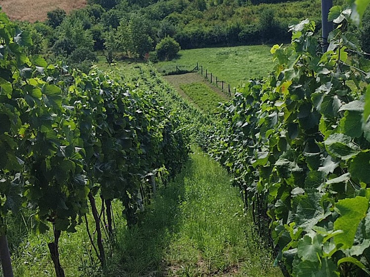 Grundstück zum Kauf, 2.677 m² (2 von 15)