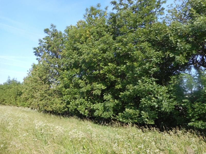 Prodej lesa 4066 m² – fotografie 3