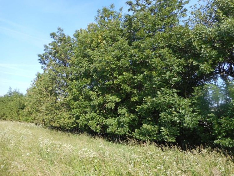 Grundstück zum Kauf, 4.066 m² (3 von 5)