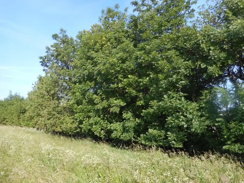 Prodej lesa 4066 m², Meziříčko – náhled fotky 3
