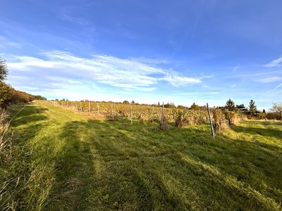Prodej sadu, vinice 2877 m²