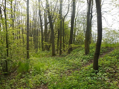 Prodej  lesa 14 492 m²