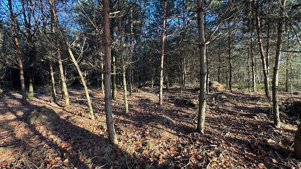 Prodej lesa 8225 m² – fotografie 3