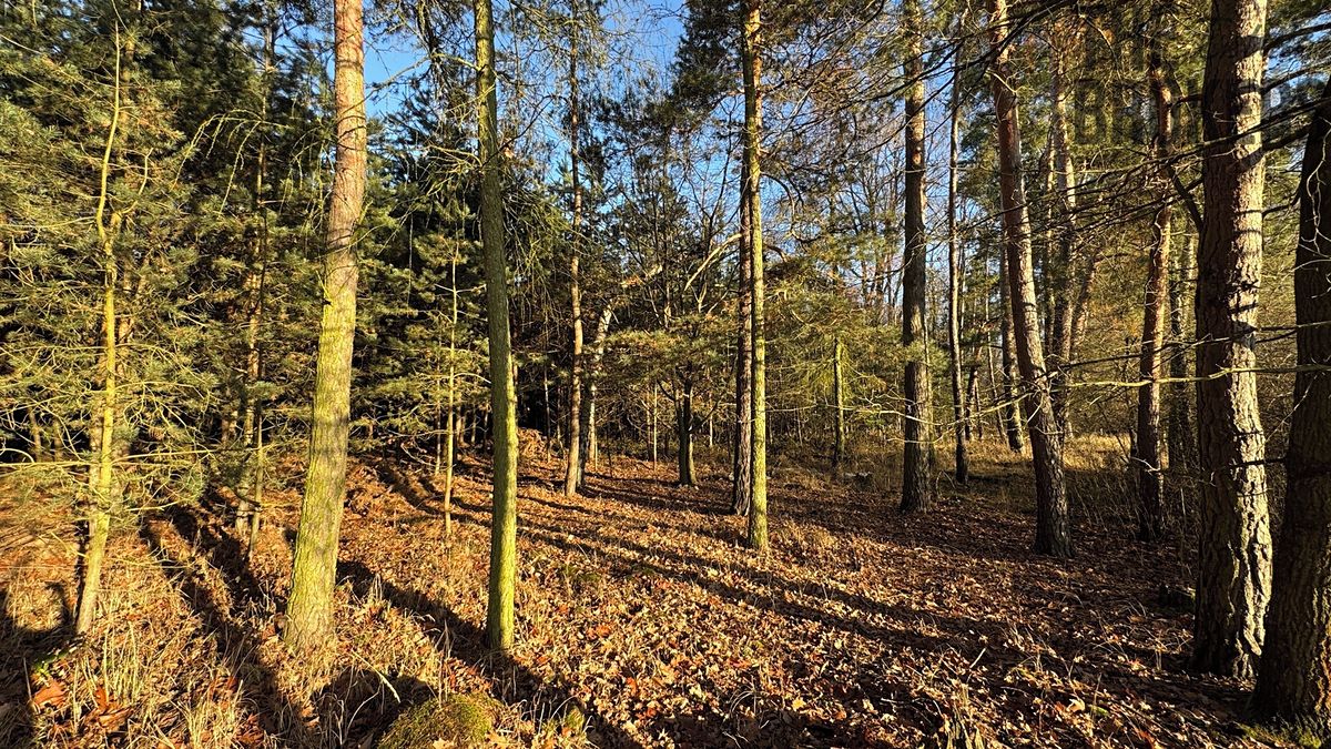 Prodej lesa 8225 m² – fotografie 2