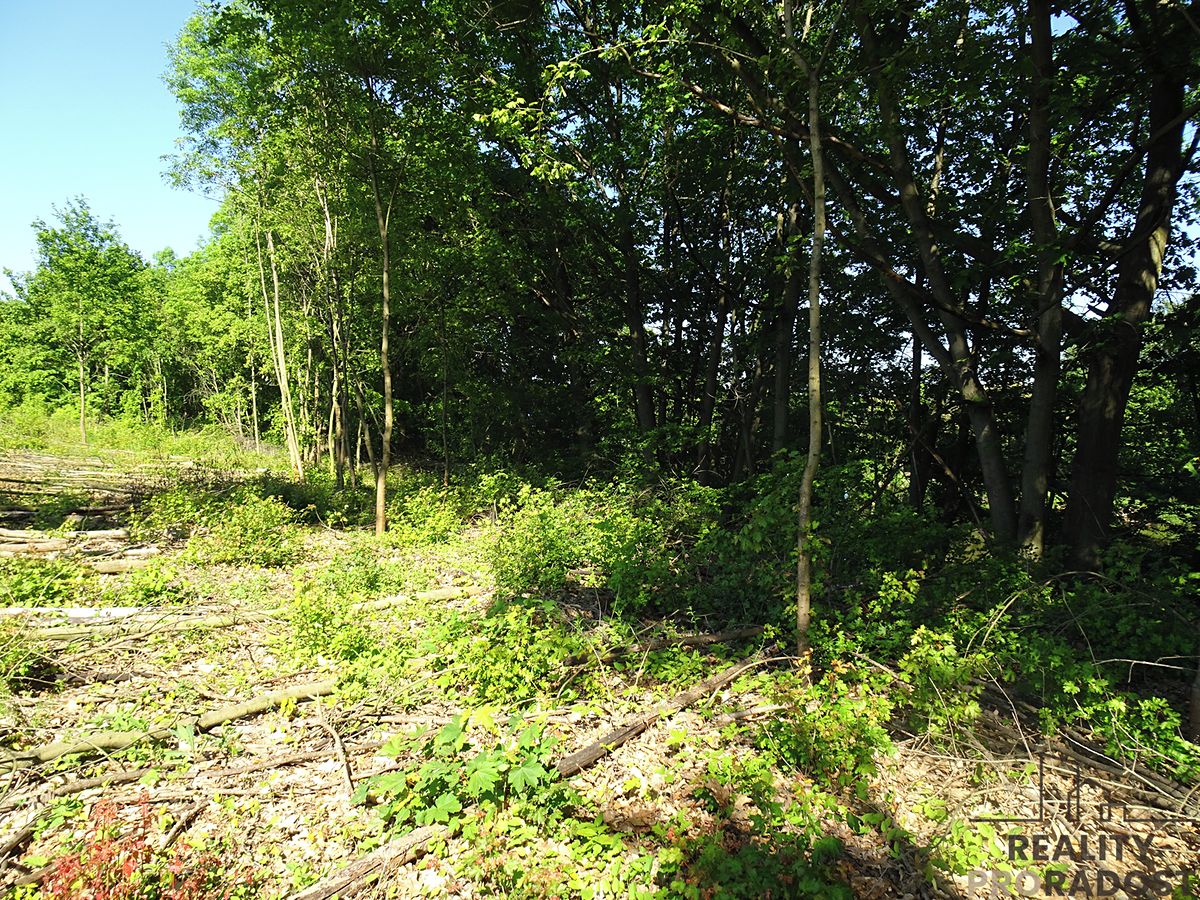 Pronájem pozemku 1000 m² – fotografie 3