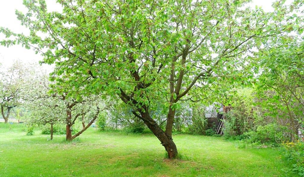 Prodej chaty 136 m², pozemek 535 m² – fotografie 4