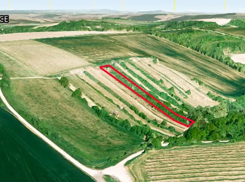 Prodej sadu, vinice 2568 m², Nikolčice – náhled fotky 2