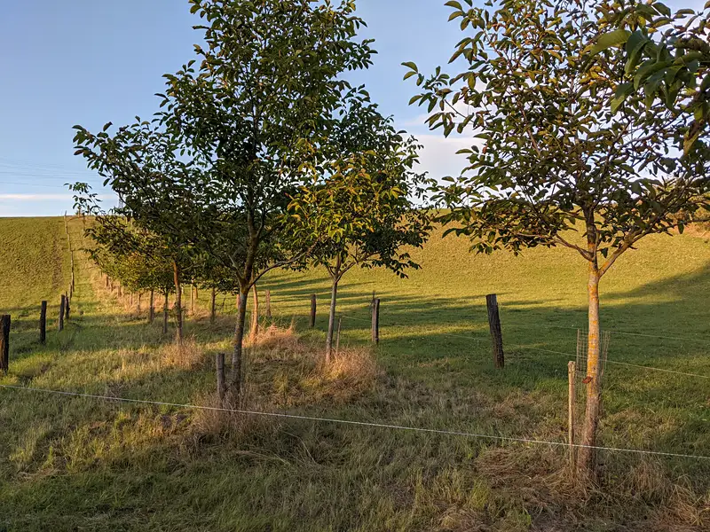 Prodej zahrady 3175 m², Šumice – náhled fotky 1