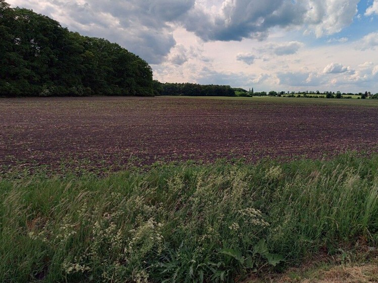 Prodej pozemku, 16 572 m² (2 z 4)