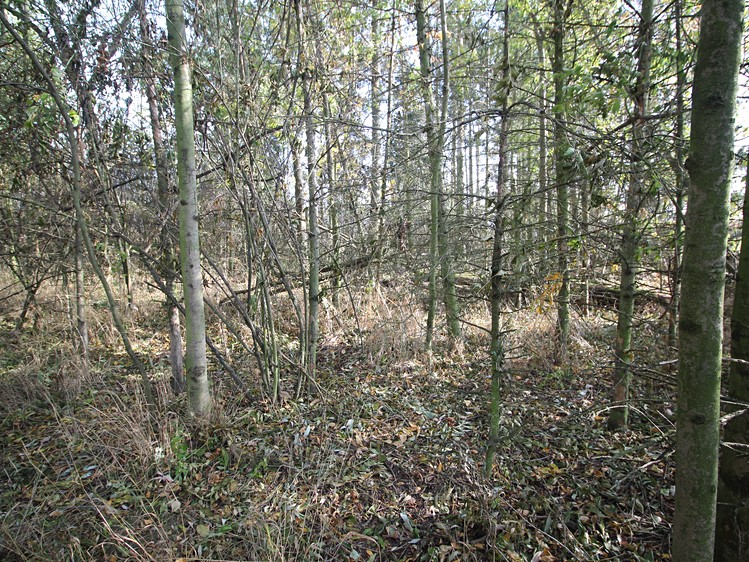 Ділянка на продаж, 3 508 м² (5 з 10)