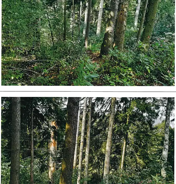 Prodej lesa 1237 m², Mnich – náhled fotky 2