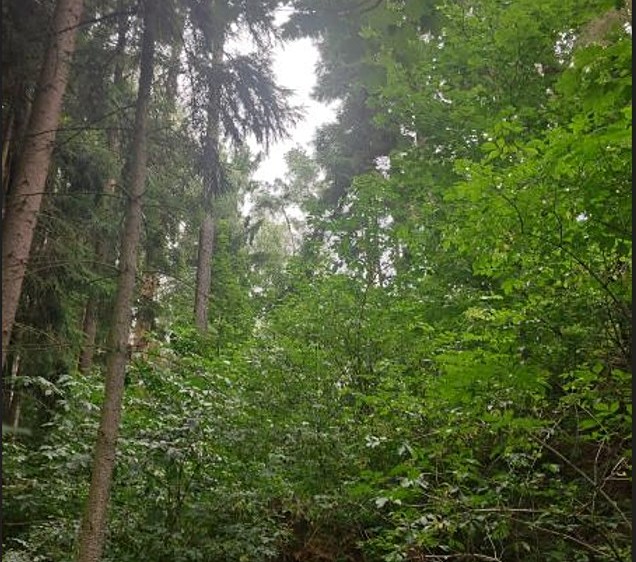 Grundstück zum Kauf, 1.237 m² (1 von 6)