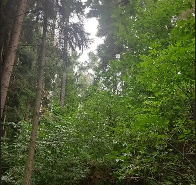 Prodej lesa 1237 m², Mnich – náhled fotky 1
