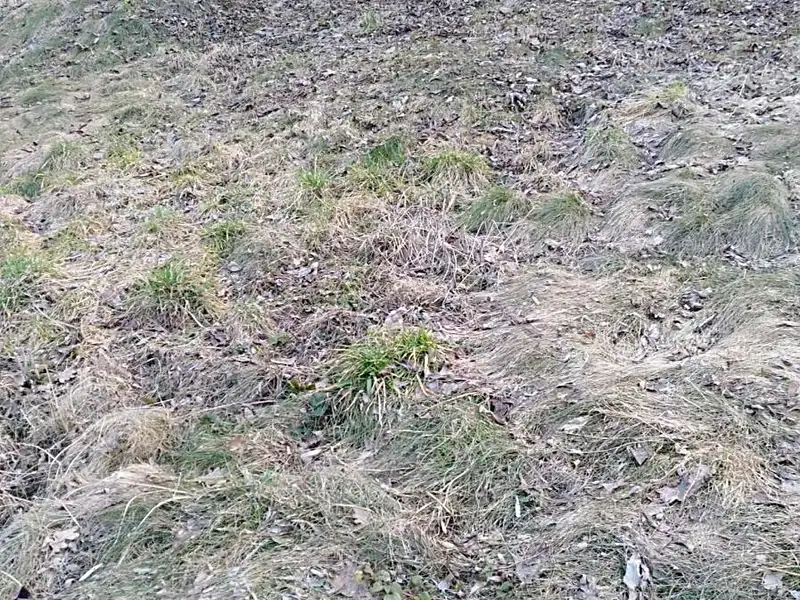 Pronájem zahrady 581 m², Dětkovice – náhled fotky 3