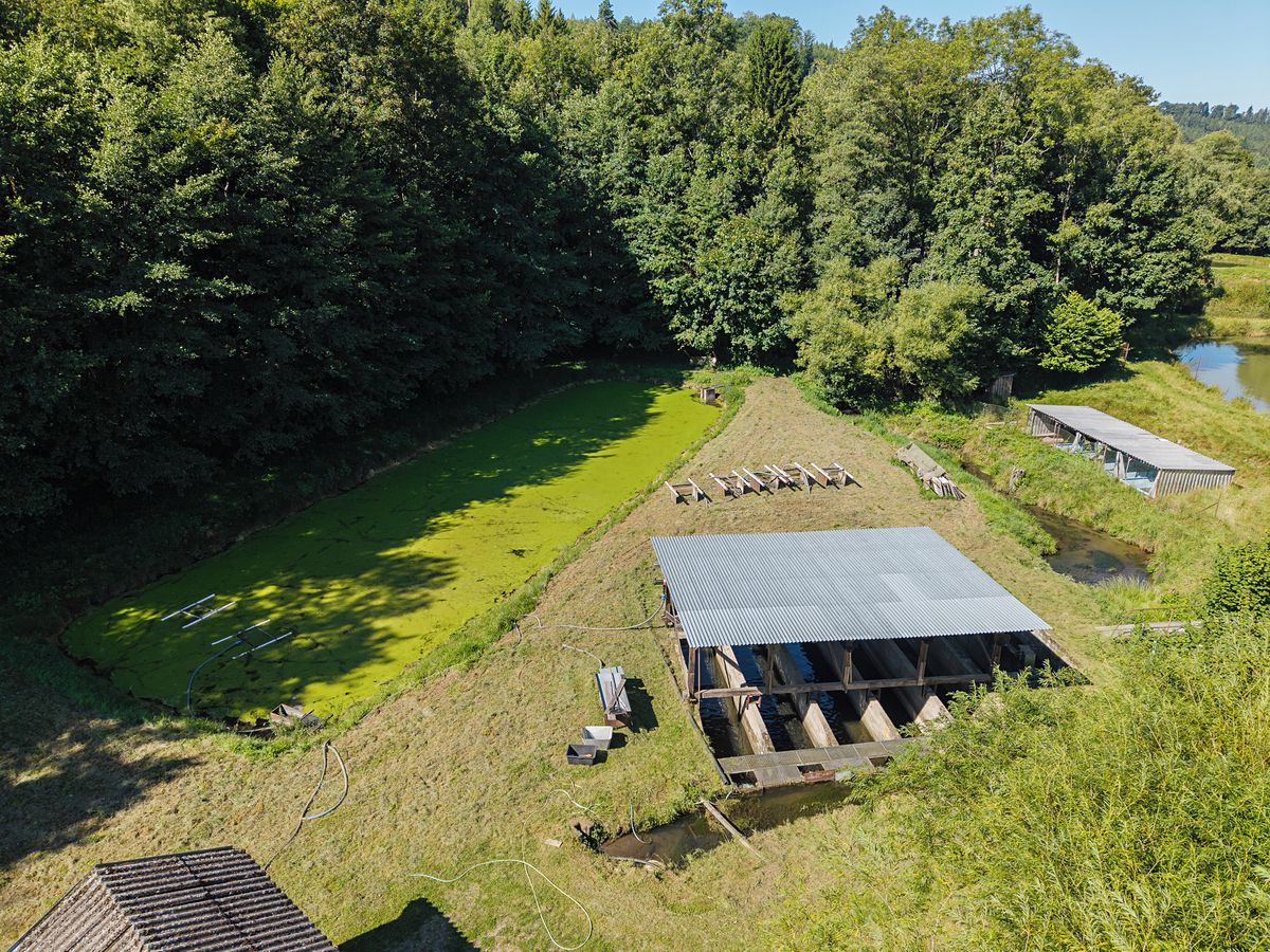 Pronájem rybníku (vodní plochy) 8295 m² – fotografie 3