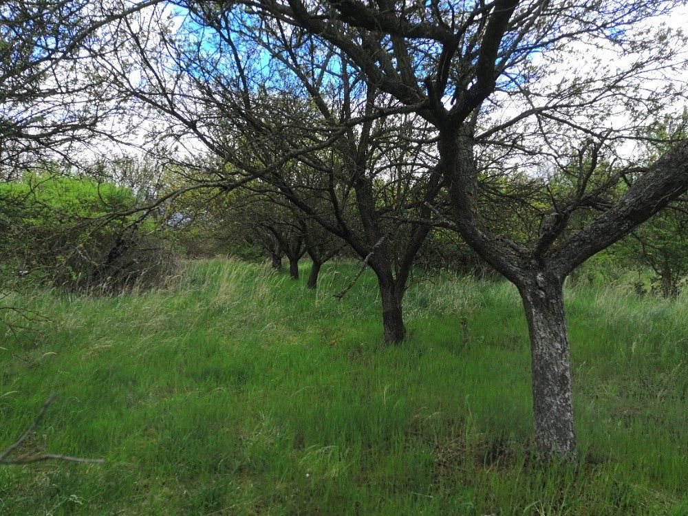 Prodej sadu, vinice 22292 m², Hustopeče – fotka 1 z 3