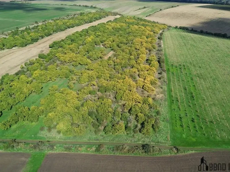 Prodej sadu, vinice 22292 m², Hustopeče – náhled fotky 2