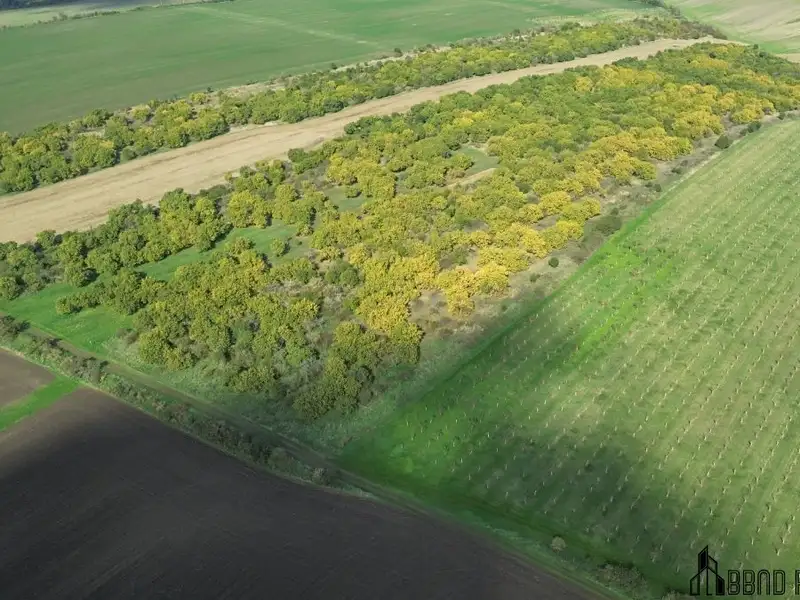 Prodej sadu, vinice 22292 m², Hustopeče – náhled fotky 3