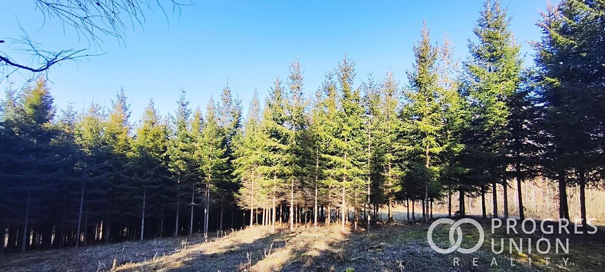 Prodej lesa 3762 m²