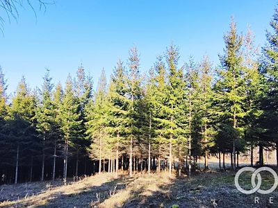 Prodej lesa 3762 m²