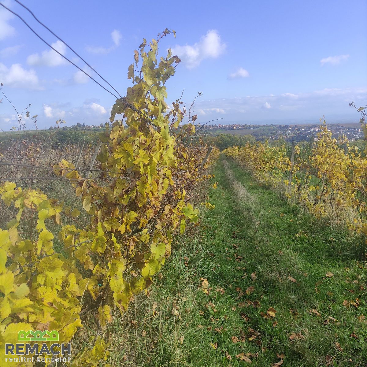 Prodej sadu, vinice 4846 m², Ořechov – fotka 1 z 3