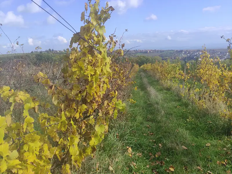 Prodej sadu, vinice 4846 m², Ořechov – náhled fotky 1