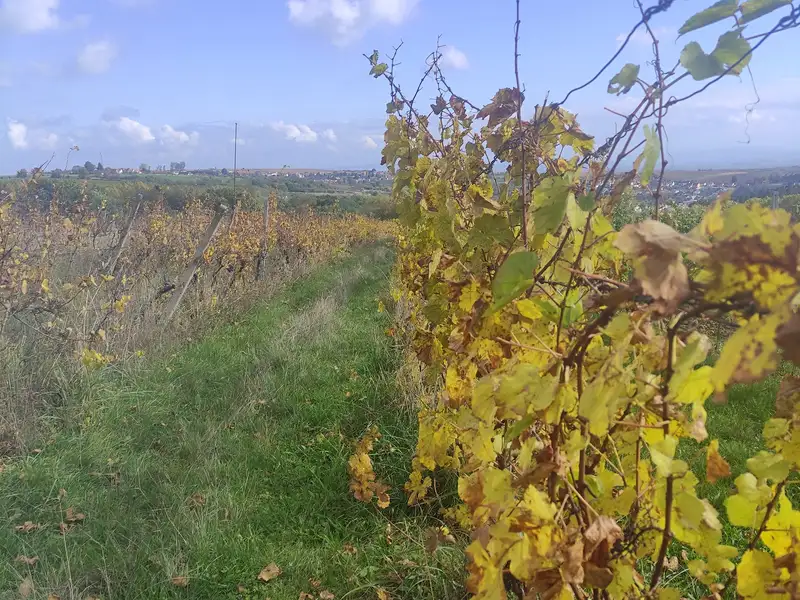 Prodej sadu, vinice 4846 m², Ořechov – náhled fotky 2