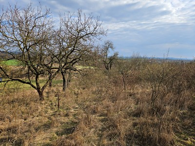 Prodej  zahrady 1 118 m² — photo 4