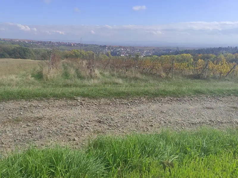 Prodej sadu, vinice 4846 m², Ořechov – náhled fotky 3