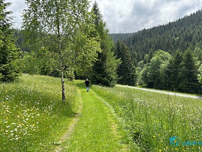 Prodej  lesa 21 810 m²