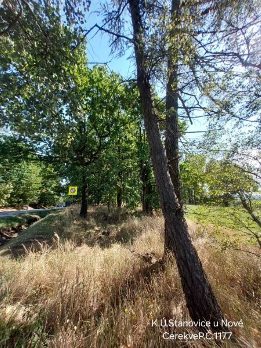 Prodej lesa 1967 m² – fotografie 3