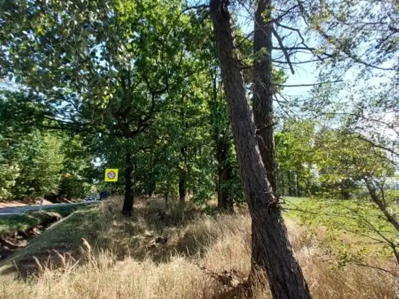 Prodej lesa 1967 m², Nová Cerekev – náhled fotky 3